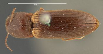 Media type: image;   Entomology 2549 Aspect: habitus dorsal view